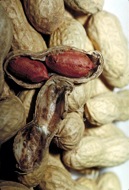 Peanuts